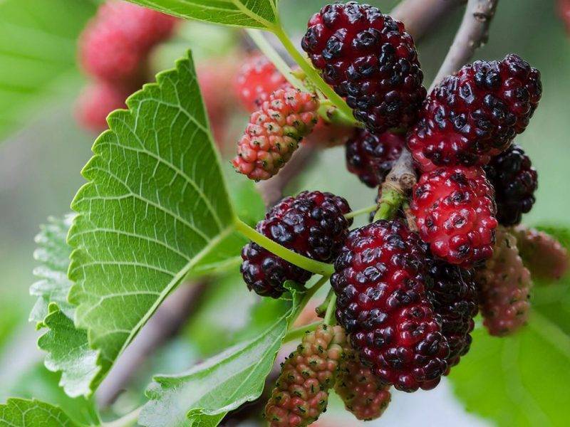 Шелковица купить саженцы из питомнике в Узловой