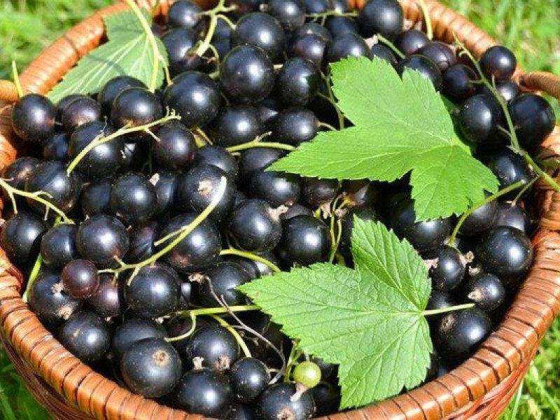 Смородина купить саженцы из питомника в Узловой