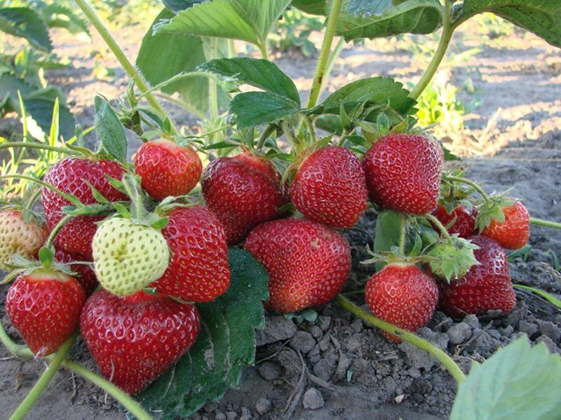 Клубника купить саженцы из питомника в Узловой