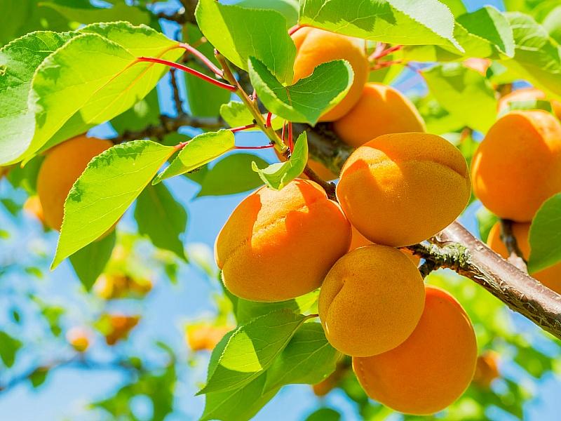 Абрикос купить саженцы из питомнике в Узловой