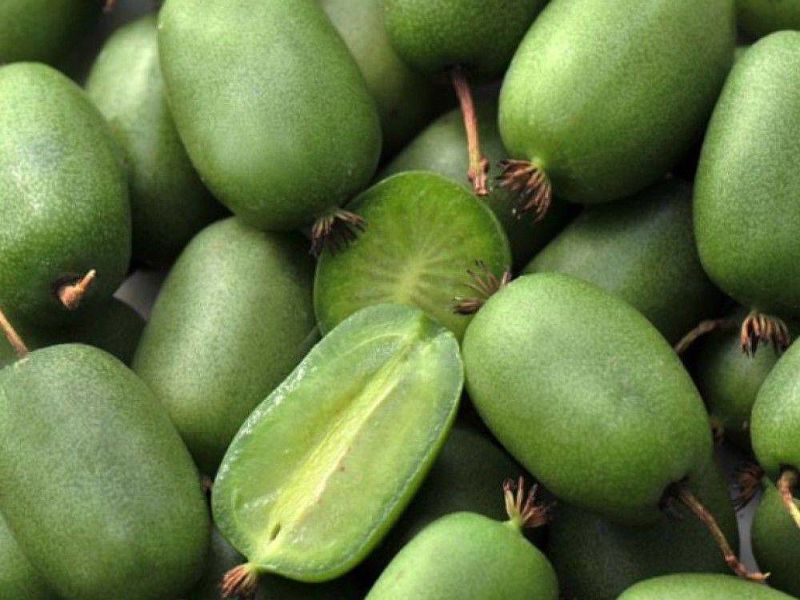 Актинидия купить саженцы из питомнике в Узловой