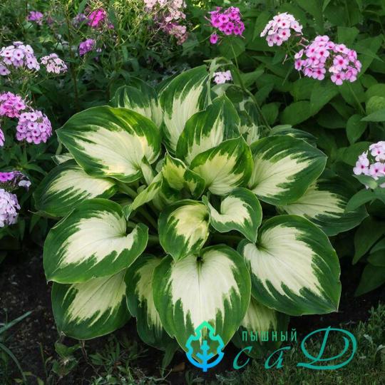 Хоста "МЕДИО ВАРИЕГАТА"