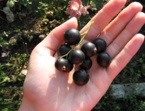 Смородина "ВОЛОГДА"