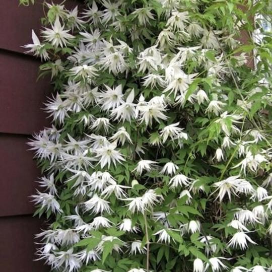 Клематис альпийский (альпина) белый