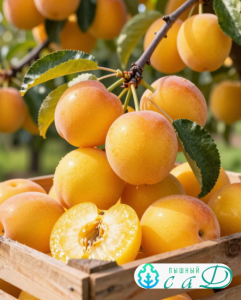 Алыча "ПОДАРОК САНКТ-ПЕТЕРБУРГ" (самоплодная)