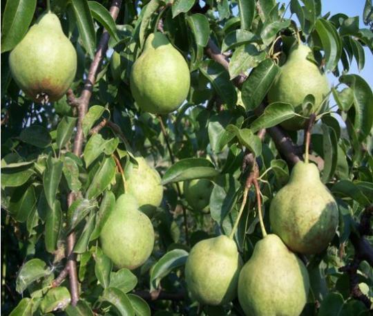 Груша "ВОЛЖСКАЯ ОСЕННЯЯ"