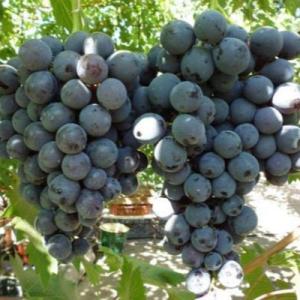 Виноград "КОНСУЛ"