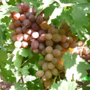 Виноград "ПРИМА"